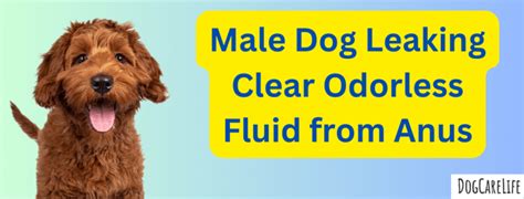 dog anus leaking|Dog Leaking Clear Fluid from Anus: 8 Causes。